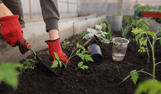 How to check and improve the soil for seedlings purchases from the shop