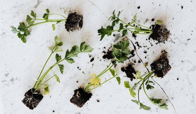 How to fertilize seedlings of various plants