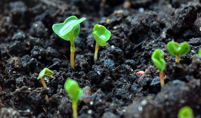 How to fertilize seedlings properly