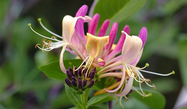 How to grow honeysuckle from cuttings