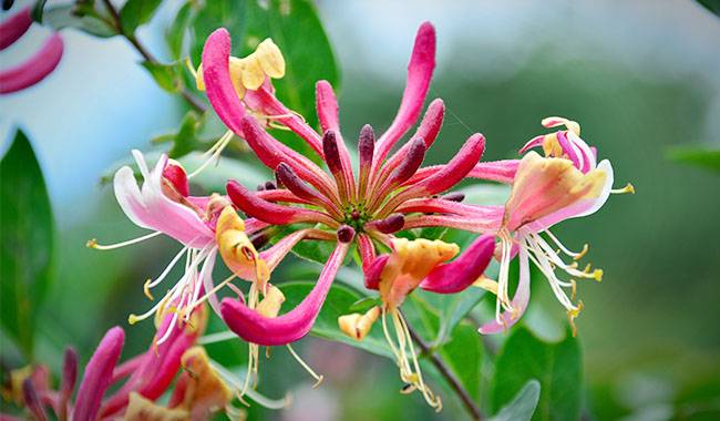 How to grow honeysuckle from seeds