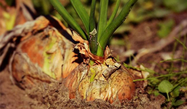 How to grow welsh onion