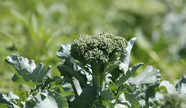 How to growing broccoli, planting and harvesting broccoli