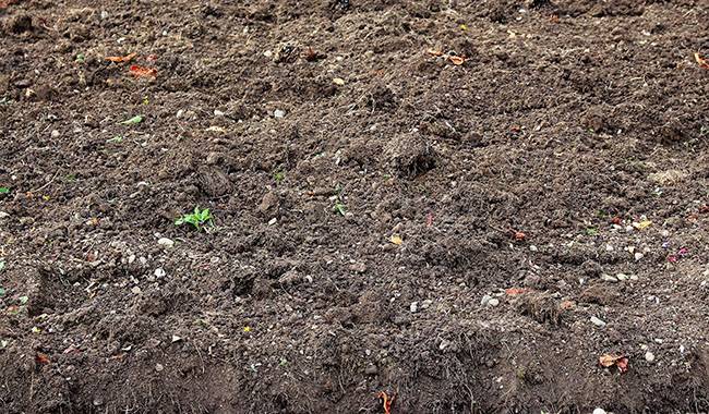 How to make the best seedling soil for starting plant growth