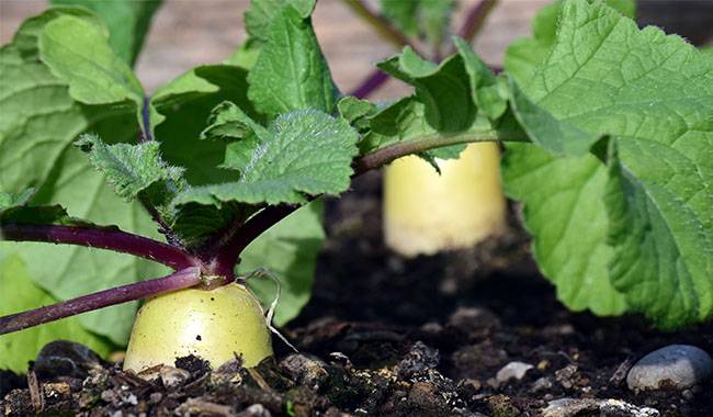 How to plant radishes in autumn - growth, and care