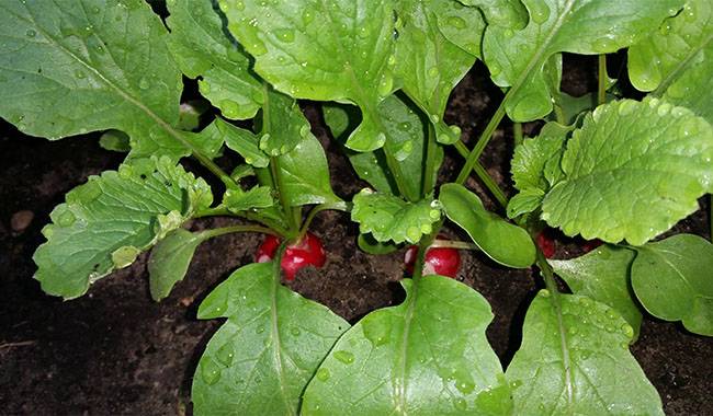 How to plant radishes is answered in this article