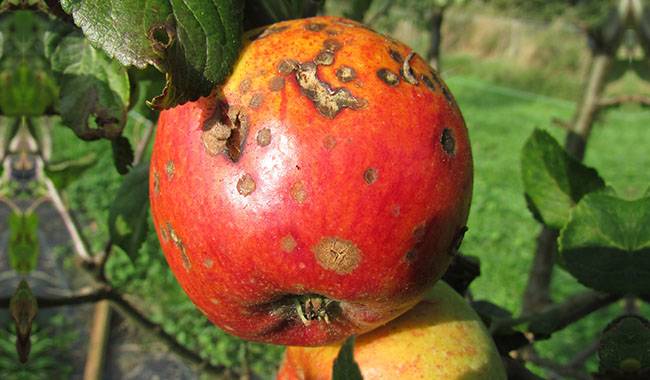 How to prevent and treat the apple scab