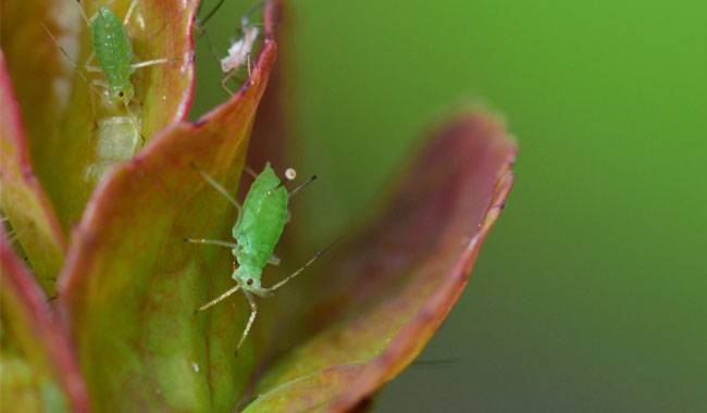 How to prevent the aphids from currants