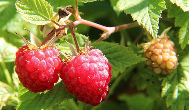 How to raspberry bush care in spring Planting for tips
