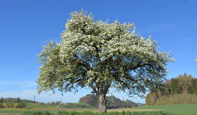 How to rejuvenate an old apple tree