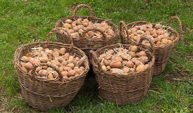 How to save seed potatoes storage them long term