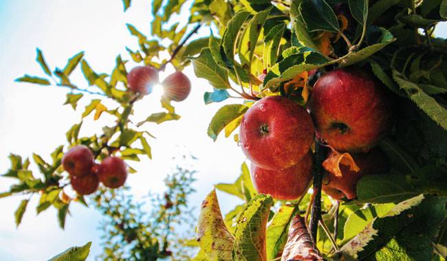How to take care of apple trees in the fall