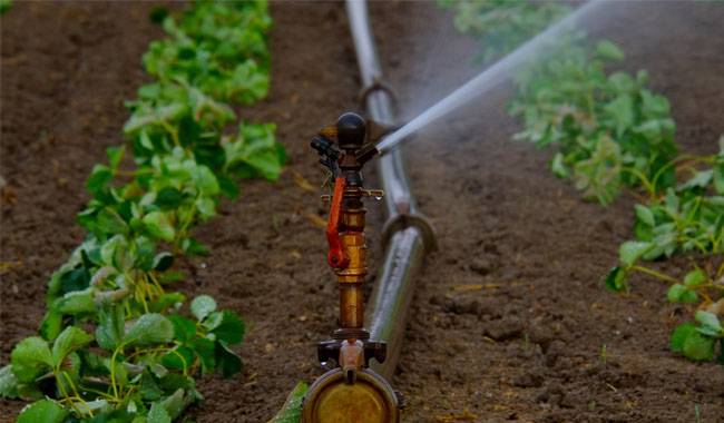 How to water the garden in the fall