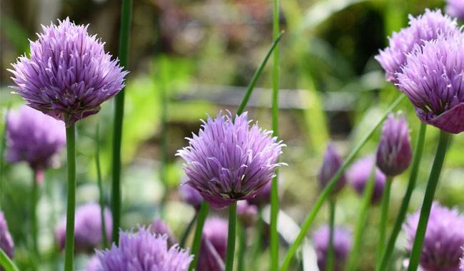 Planting chives is a healthy culture of lazy way