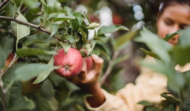 Set of measures for the care of apple trees in autumn