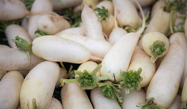 Special characteristics of radish sowing in autumn - how to plant radishes