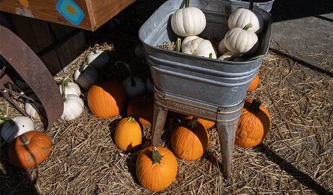 Storage conditions for pumpkin at home