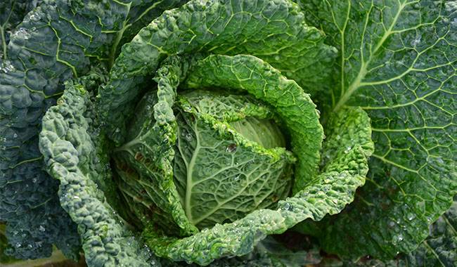 The 10 way about how to store cabbage until spring