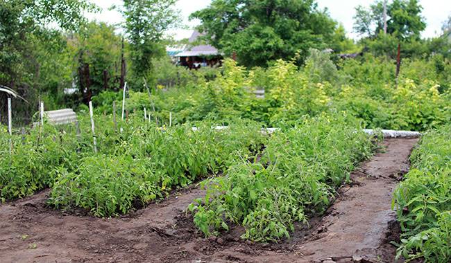 The best time to sow outdoor vegetable crops