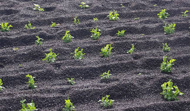 The soil ph - how to measure and reduce soil acidity