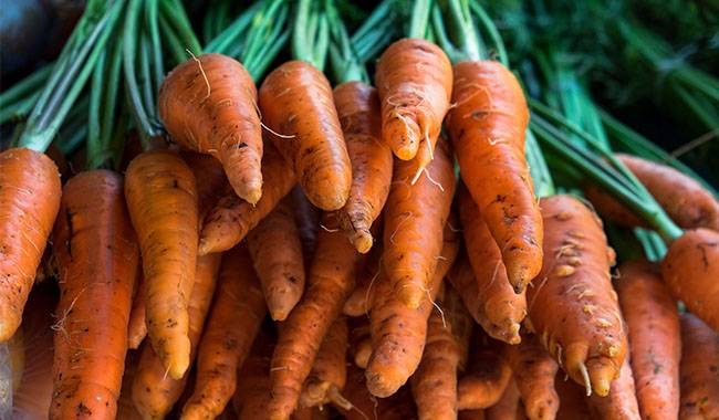 The top 12 reasons for poor carrots growth