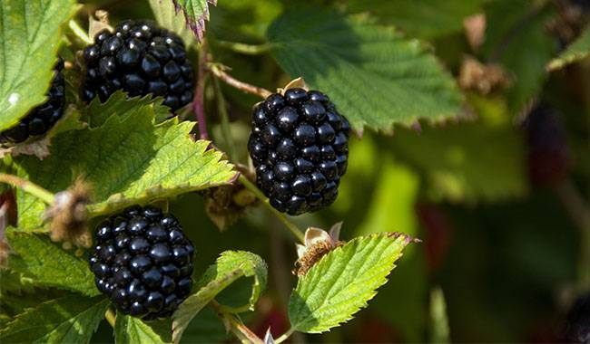 Tips for caring for blackberries in the fall