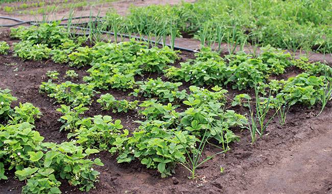 To build a carefree vegetable garden