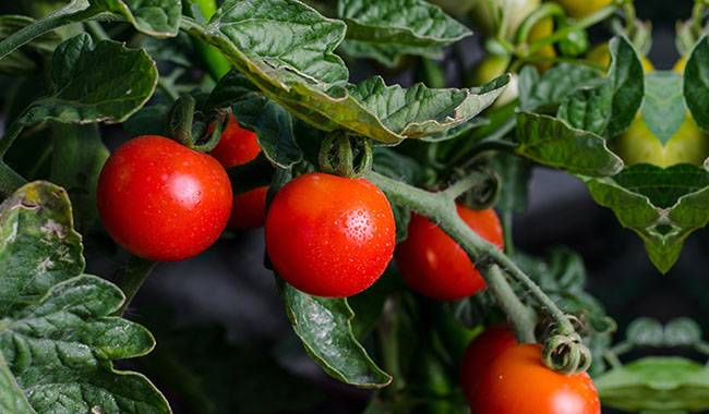 Top 8 causes of leaf curling in tomato plants