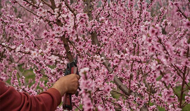 Top 8 mistakes when pruning fruit trees
