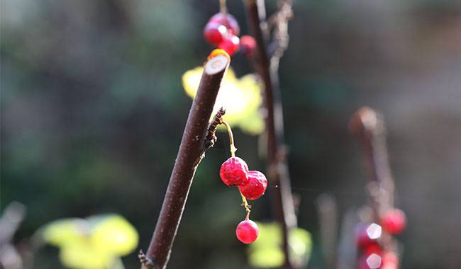 What are the options for prune currant bushes