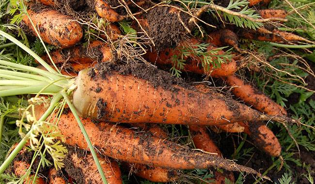 When and how to harvest carrots and beets