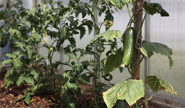 Why cucumber leaves turn yellow, dry and curl