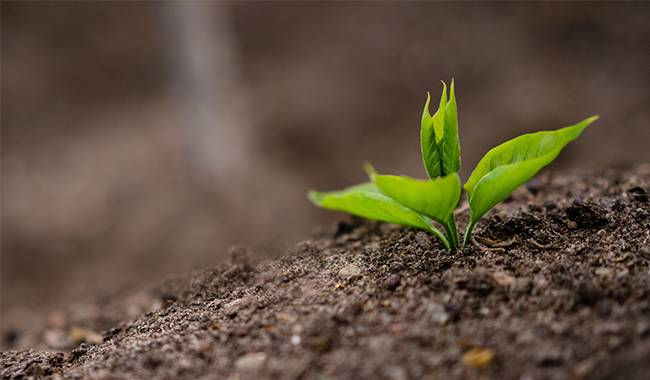 7 Tips on How to Grow Strong & Healthy Seedlings