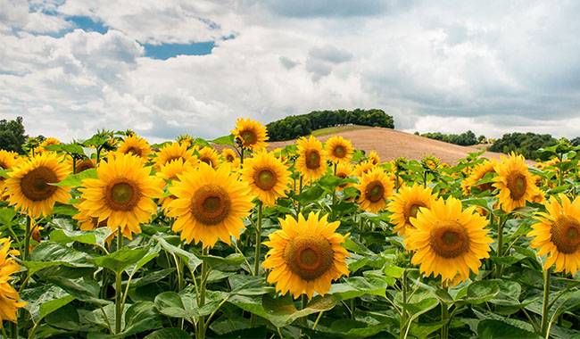 All about growing sunflowers - planting, growing, caring, and harvesting