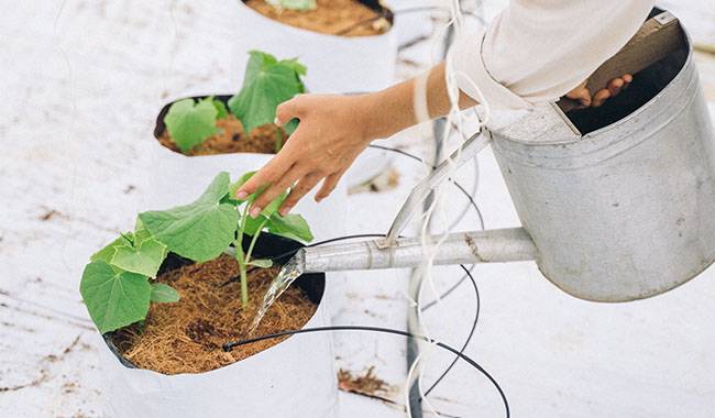 Grow healthy seedlings in cucumbers from seed