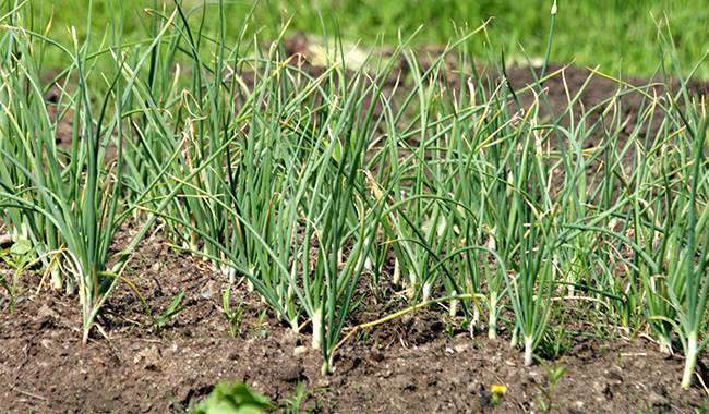 Growing garlic How to Planting, Growing, and Harvesting Garlic