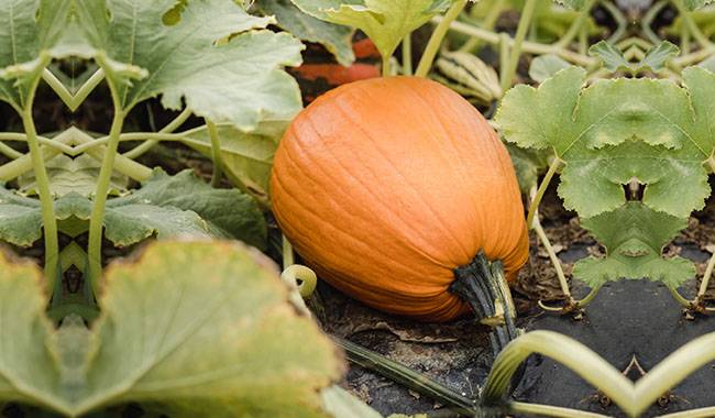 Growing pumpkins - increase productivity
