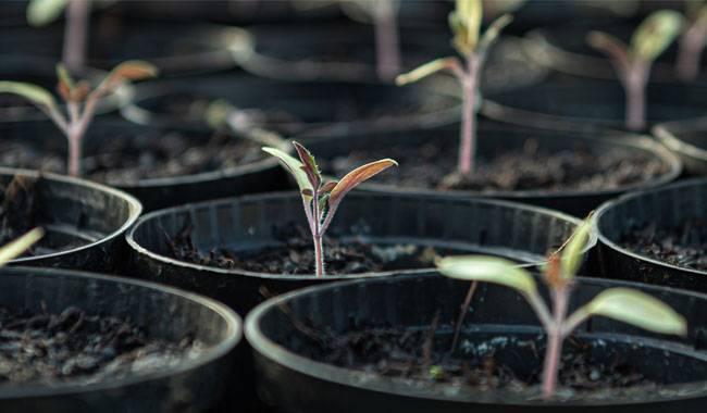 How to choose the Best & Healthy seedlings