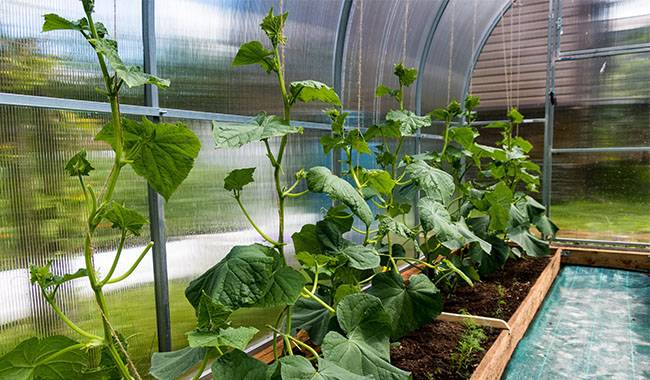 How to grow cucumbers from seed to harvest