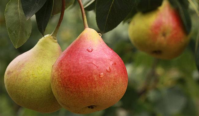 How to grow pear trees planting, care, pruning, varieties