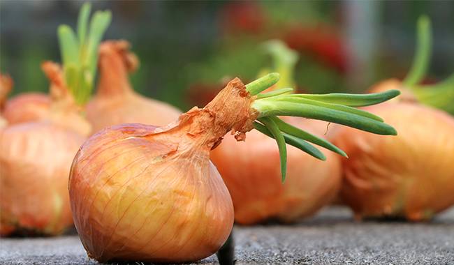 How to grow winter onions Planting for tips