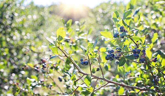 How to plant blueberry bushes - planting, growing, care and harvest -thumbgarden