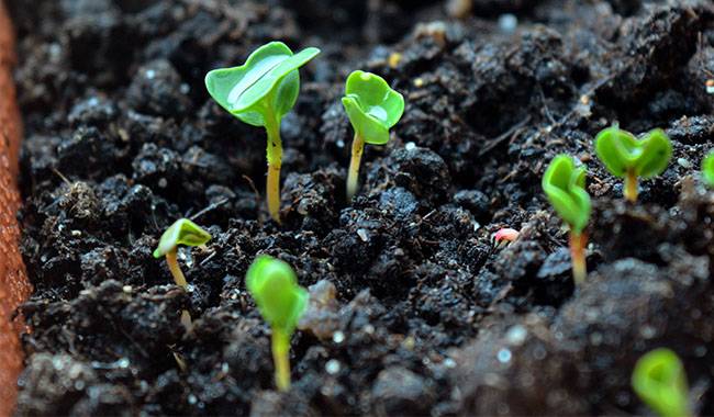 How to take care of the rapid seedling growth