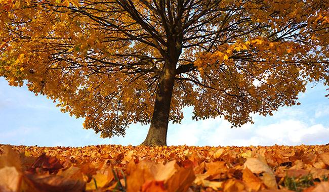 How to use autumn falling leaves in the garden