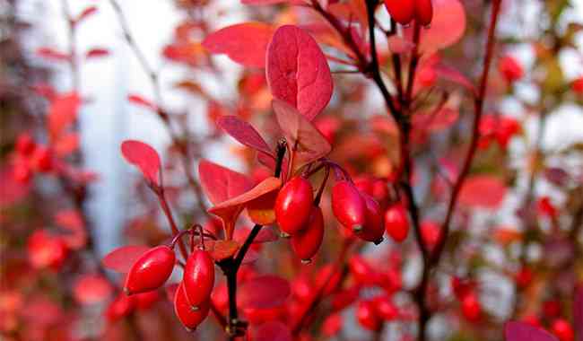 How to use barberry bush to decorate your garden