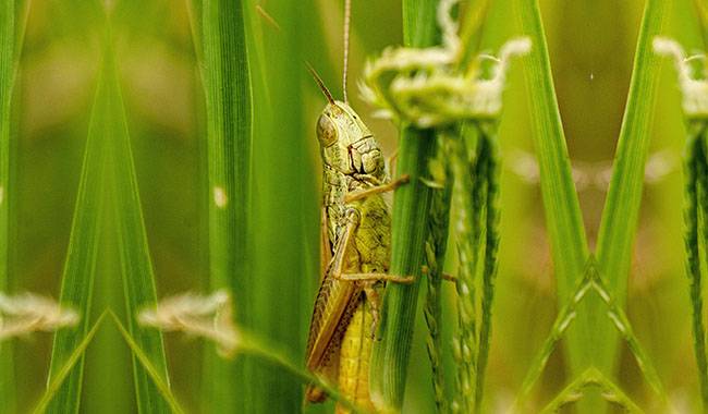 Locusts are the most dangerous plant pest in the world