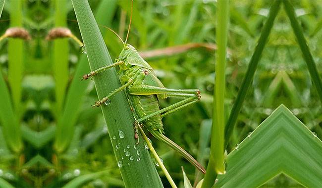 Of all plant pests, the most dangerous are locusts