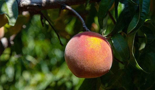 Planting of fruit trees peaches, even frost-resistant ones