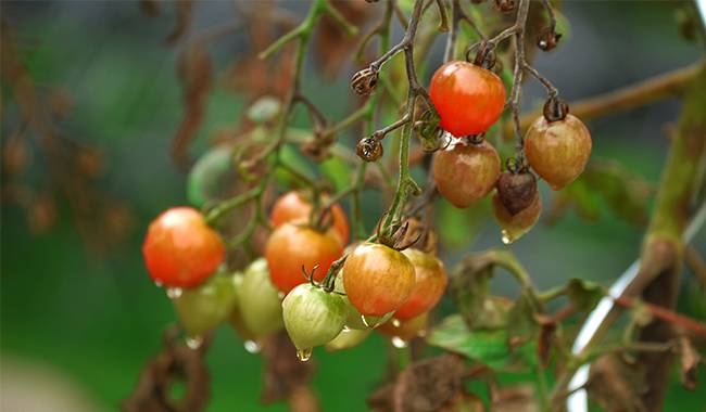 Prevention and control of viral tomato plant diseases