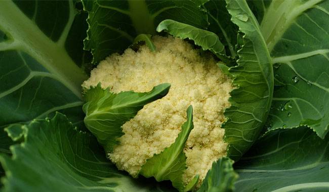 Seedless method of growing cauliflower